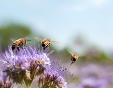 abeilles vole au-dessus de fleurs